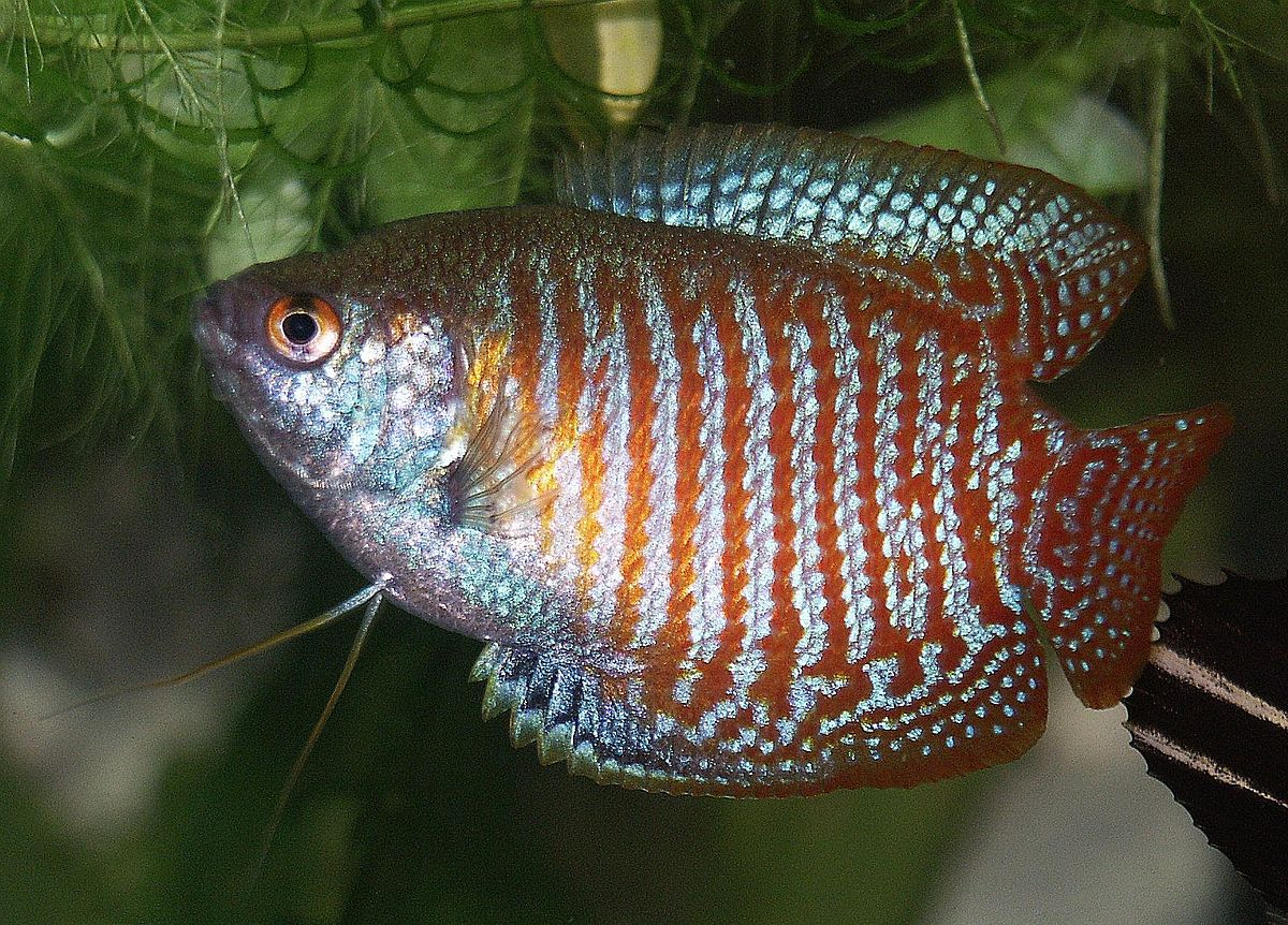 15 Top Easiest Fish to Take Care of (For Beginners) 4 AVvXsEirCJv3IRy2RbWu agmg2OICLE2nu2wdUCr7h8cr7Kmf6VXy O2zbNallvZu0HZgMYP7sK54zlOrpYiPI DSnoZK9jnYyDRydchA5gl4USSr7QGthNr2T8i9Vo HAotdG2b25NShQQX7XctW0p PK7VBaAYYWnMlnP9aRFU0rZWSFLEHU6r5gnWBCFDRw=s16000