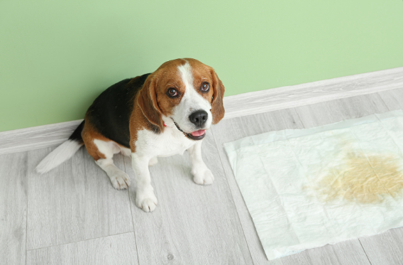 Why Does My Dog Pee When He Sees Me? 3 AVvXsEhqvyutCGE7PLGqMomDA7P1V49GZ9XNZfzUqmhg7Dj6KNikz6Pnd4jiHE08XjK96wHg4SOJluu6Z iUFVI6FGHo68sJamDYaJe3WZ7SqGhAXwXofyqCO7lKTvb7w9S3jnZNa14h cNmHz9YFrdAImWlEUUlGCr4vdgorFDsnyA02XcSI9aZCJ5rAcT1wA=s16000