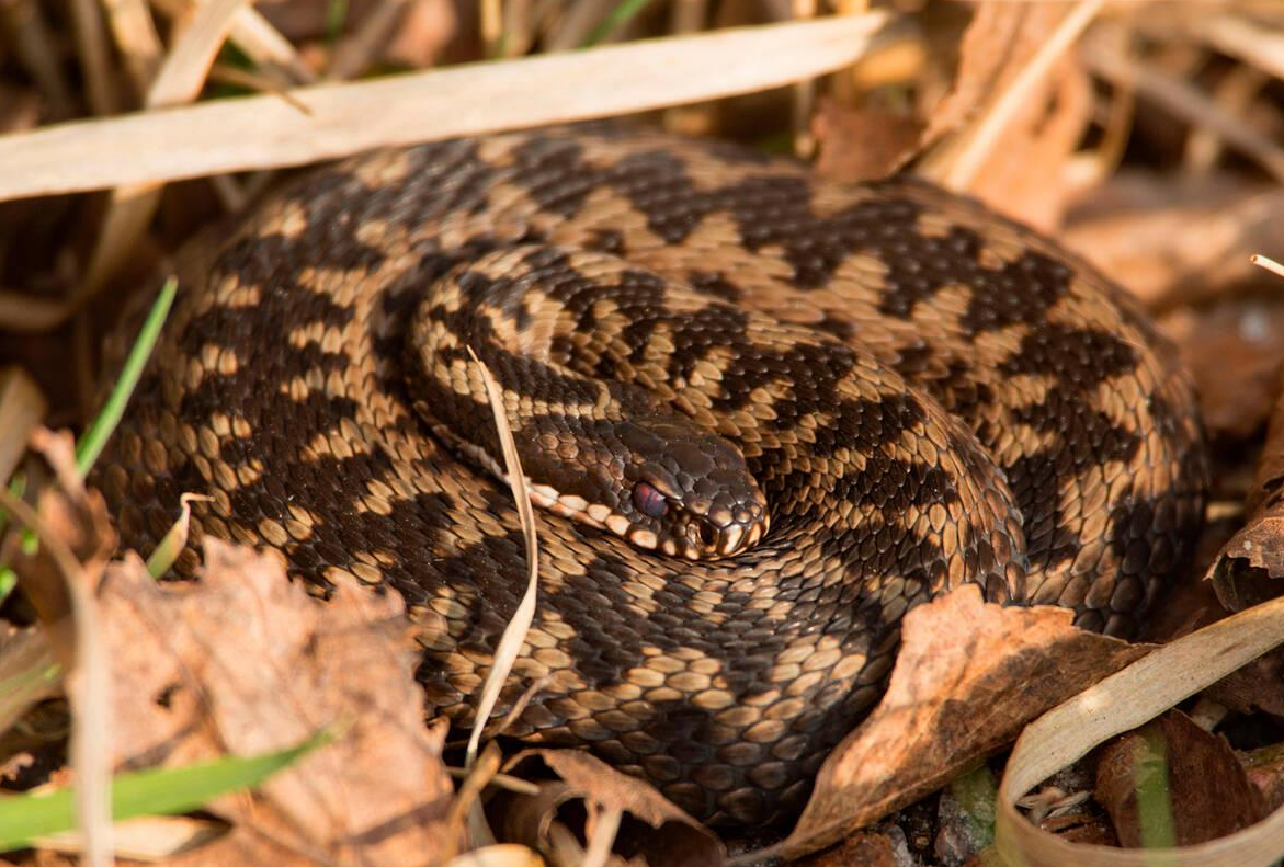 Venomous Snakes