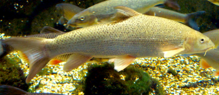 15 Top Easiest Fish to Take Care of (For Beginners) 3 AVvXsEhIQs6HW jmfU7ReSggB8R6lElnMk uNKTi4uOqNSn71SSv1wUDvBt3WjZ1rS7BkT1k5iQCgIGGkSuelCfpo6ZPLc8XGkwBg X44amtkseGkMWbntYRZuq33lZXCOGuJpJV9qlaMoq0iIqm9wc gBGtwfo43u