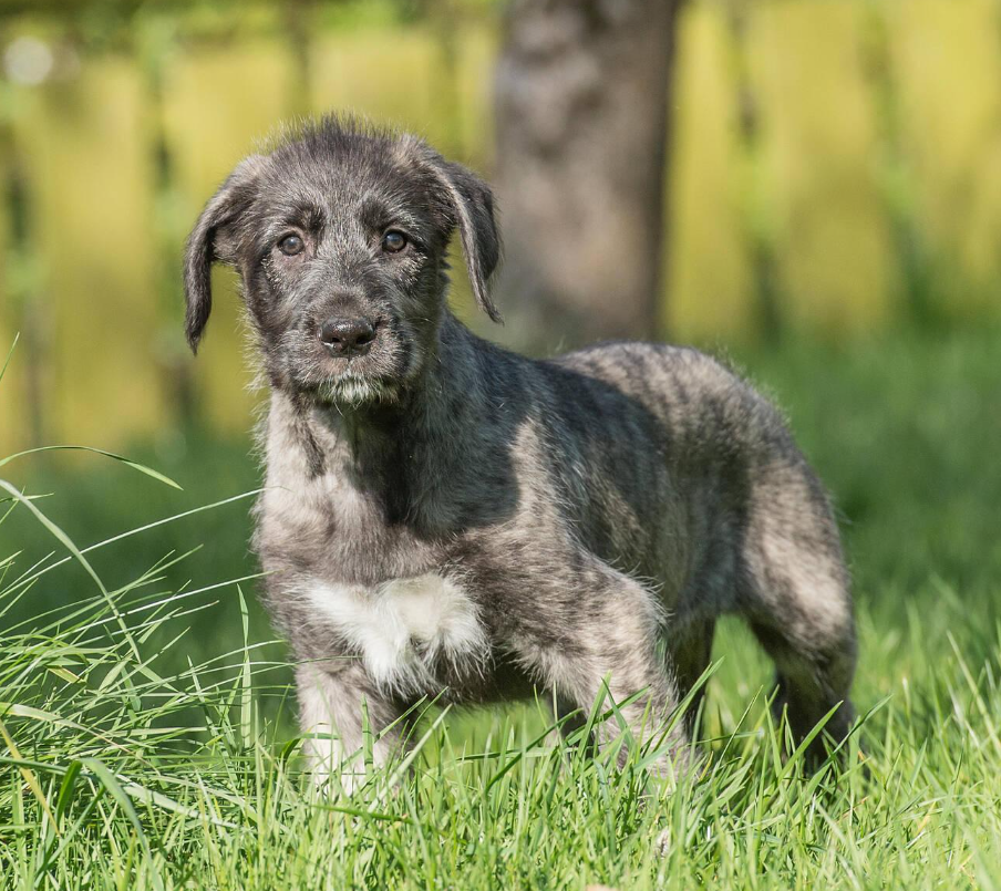 Irish Wolfhound