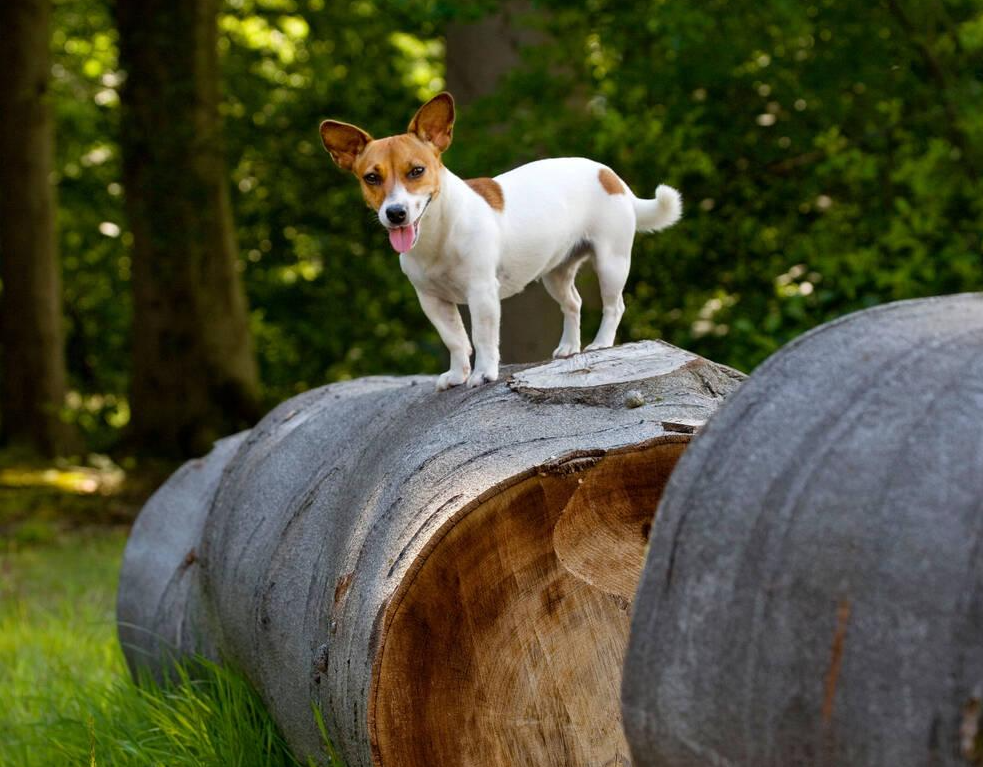 Jack Russell Terrier