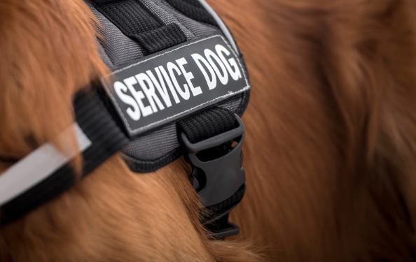 How to Certify a Dog as an Emotional Support Animal 2 AVvXsEhZeNq4F66AyAW005sHx1yMhwNM97bi GaEJfXXkYmOwfvjz Y5XrLNyddvDhmvQfat2YgHNxJmhpP4TTQTOzwlcfzcKCp FEzq42m0Xqt X7rdeFZHyD8Xm4vg2h9pLqnFpoMfPx76nqc7PiPLIRzH5HtBQpbptwLe2aS1sXEs nONg5t7H Z1KbeS Q=s16000