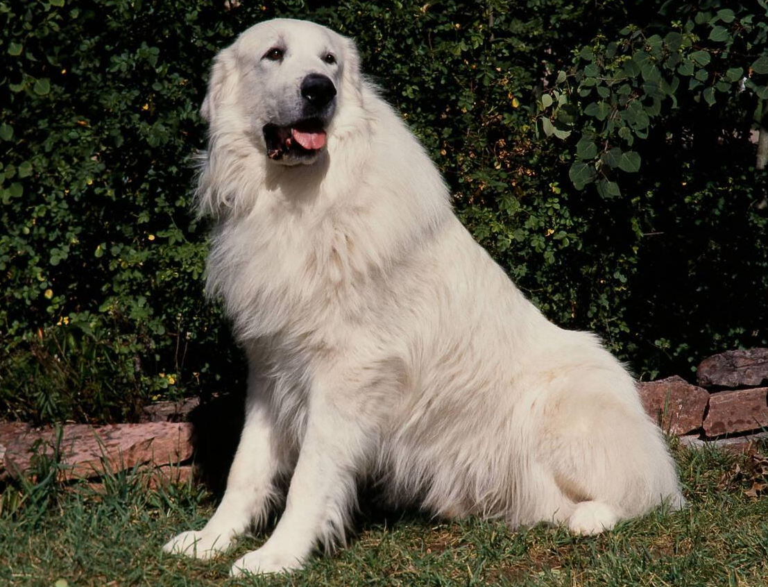 Great Pyrenees