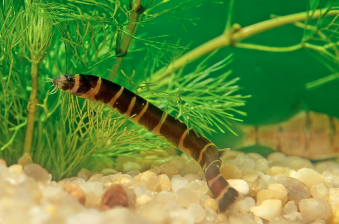 15 Top Easiest Fish to Take Care of (For Beginners) 6 AVvXsEhgPF3cSaDBEVpkV1K0IXexKpqwbZr hJmelfx2SswE1g 119 wvtRJ96OoNvGMYmRSz5qETdxOoyyAOyhCwbsLcbcTIubYquqlktiu7SqLJi6in
