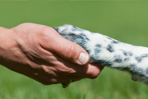 How to Certify a Dog as an Emotional Support Animal 3 AVvXsEjbQYblRG09mSxnE Uw 6rPJvzCGbswQkl Hob7vClpkFhTcxaaJFLlQAaBTS1q2RWOW0lmunNVgZ3yo5pXDZZWd71xYNmnVFE4p32iJ 5v6XYL4muHnUmeyoU 6nIwN Um enoUO6iwmiR4hrO6jveUQzDdR5VJyoZC6gWW23ahmqDld VFbhEQ5QLg=s16000