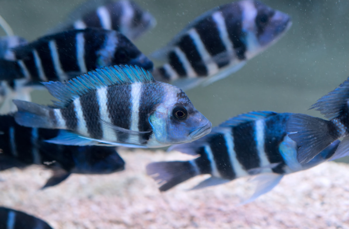 15 Top Easiest Fish to Take Care of (For Beginners) 12 AVvXsEiCoAP0306YELErthrDGQLJuz8x5zenmBSsQW75i0NwnIeLx6aqDb3IQupt W Ee7um8avbihQmL9ZJsd4ar68gh5Z7J4n89q3dqi78sjLsUPHRMgqhoVWCNaVKl0y1a7XxHISl3hRiunsL2ZGYkQ reLA4wvFz4bDNxpcztu 2X0j EphvbPFp7OLKg=s16000