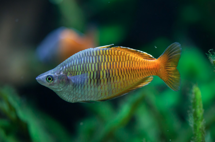 15 Top Easiest Fish to Take Care of (For Beginners) 10 AVvXsEhHgqdWfSaqiNWODSCz9bPTg Kv5RexqaHvqXGwsPcOpUxBX7b7bsxyAbCJhYbES