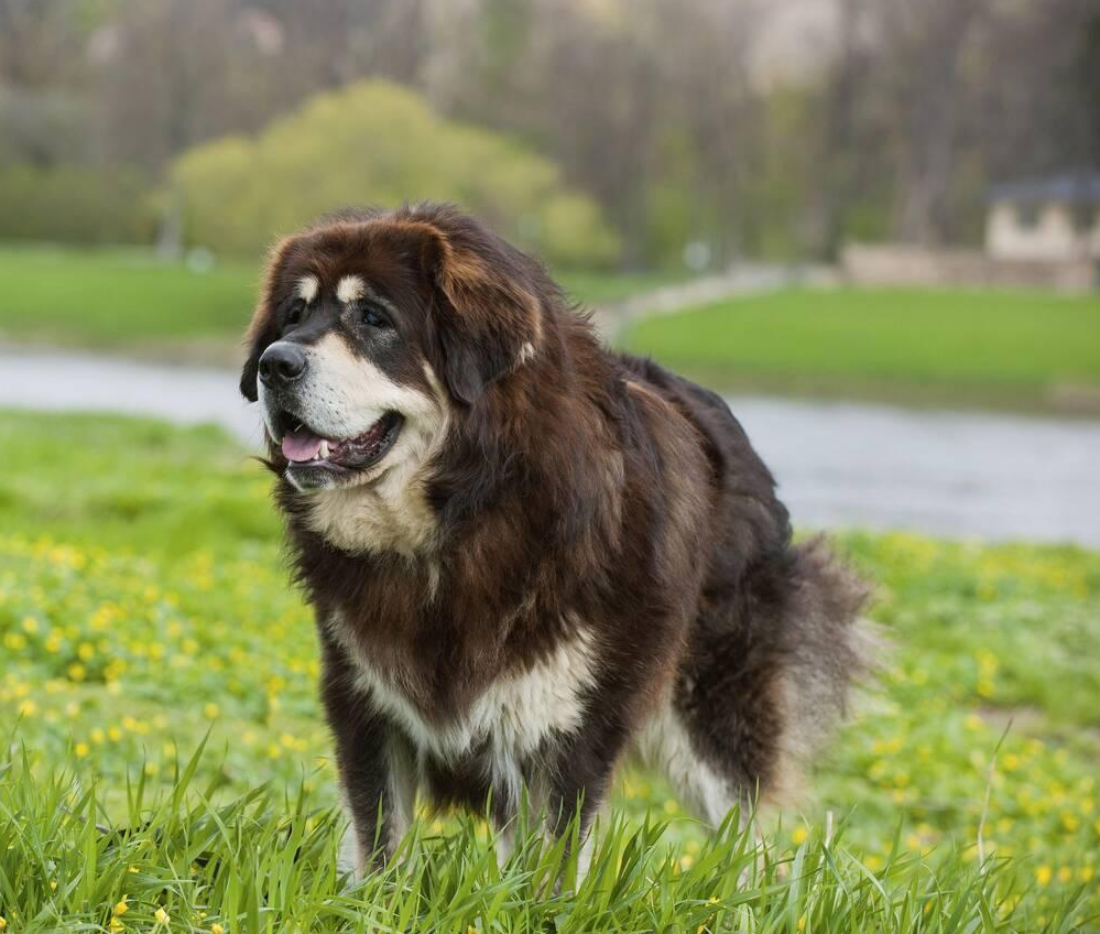 Tibetan Mastiff