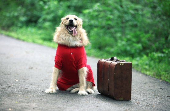 How to Certify a Dog as an Emotional Support Animal 4 AVvXsEjJhAhWyY 2yH6c 3Qzhza kQDQSKnKrd88FTGLWZE277iyykdBOcE4 7uV8Sl85uM i vhIOZlcd5xR9AakdGMp7cZ2w37rAkJNPlyVvJuiOy4DiBfE b2FVMXyfYFhtp