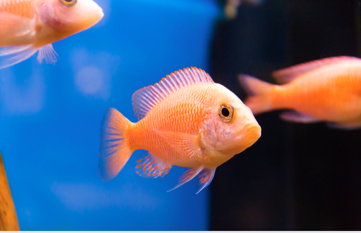 15 Top Easiest Fish to Take Care of (For Beginners) 2 AVvXsEjPzxKAVmEQTDWcN5iuGsIN3pkBOeDT4SNcMANaJyJ1IxTvx5dBrOR dWA4z7rDaNulgRTQS NHQ46hEVTRu 09xXgfNKYatqOu9maJw5ONNW7sHjqxB9i4c3WEN7F0BR1NHslQXG6fBQJJaVo86qEN8n3skfEQu3Qcbl gIh5fFLJtaWCv6rzVKXP4Dg=s16000