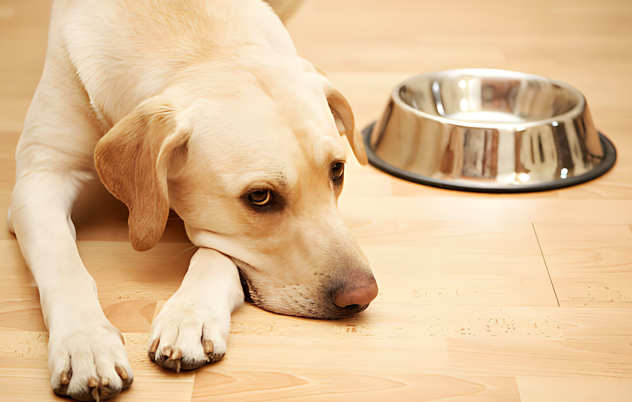 Why Do Dogs Bark In Their Sleep? Unraveling the Mystery 3 Stress and Anxiety