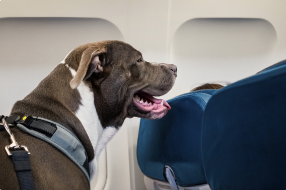 Travelling With an Emotional Support Dog Travelling With an Emotional Support Dog