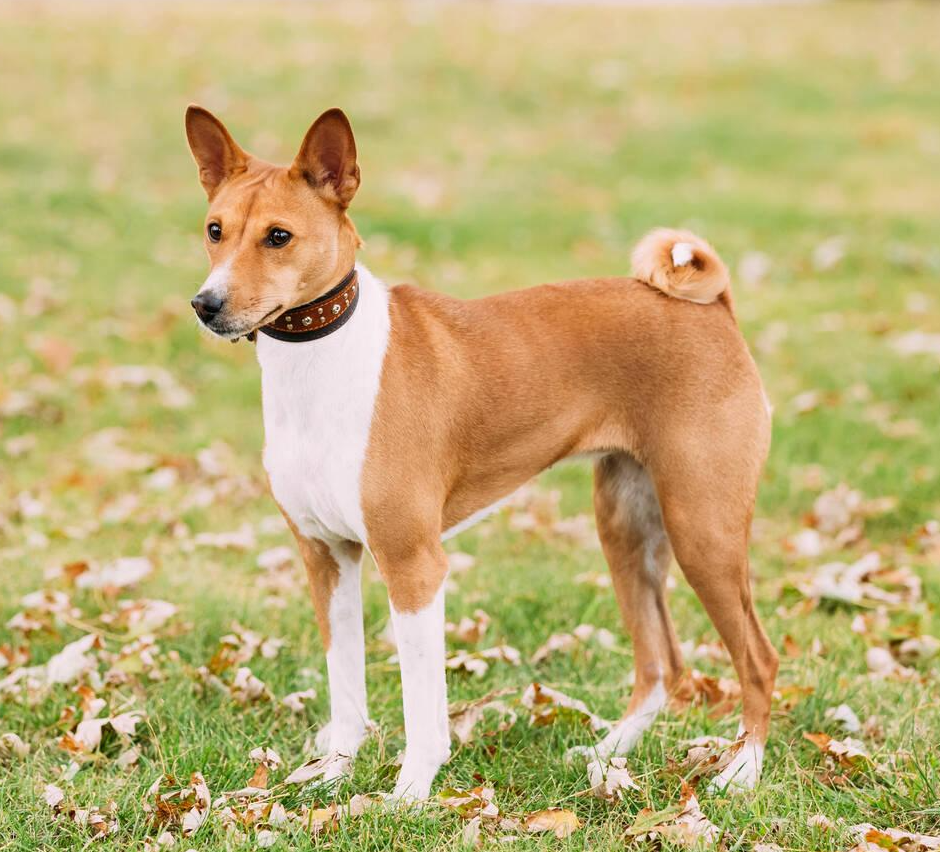 Basenji