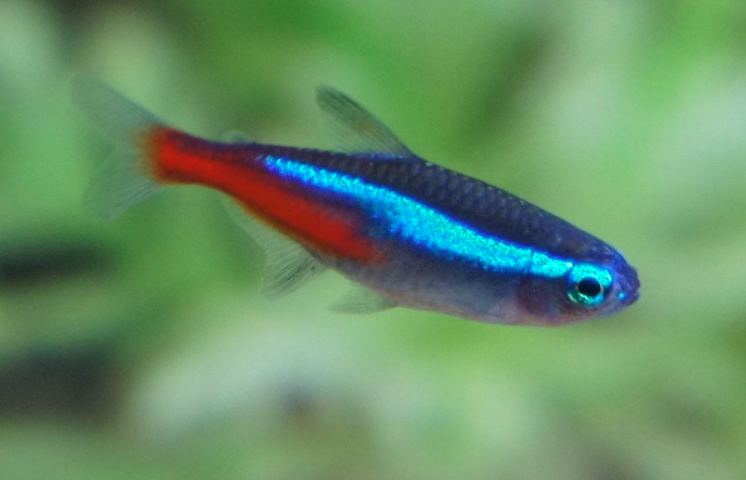 15 Top Easiest Fish to Take Care of (For Beginners) 9 AVvXsEgKLPwyG6qYQGNMqC wlSP1Q5qJILTkeX3shZDfKHDCksh9L4laLoSd0qf ZLr4FUq gadpl9V8hpa0Ey12mKMn4tT9C6Gge Z0f29kK3GLT eFYoiMuGw2RrZZIQ 5GzqTnz5ts3 sbjFTHhrkYjncZYJrNJ 8cJLB58MzTCWgSygCrSsMQGWh2YZsw=s16000