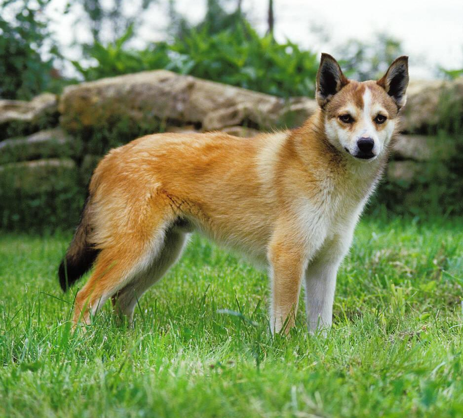 Norwegian Lundehund