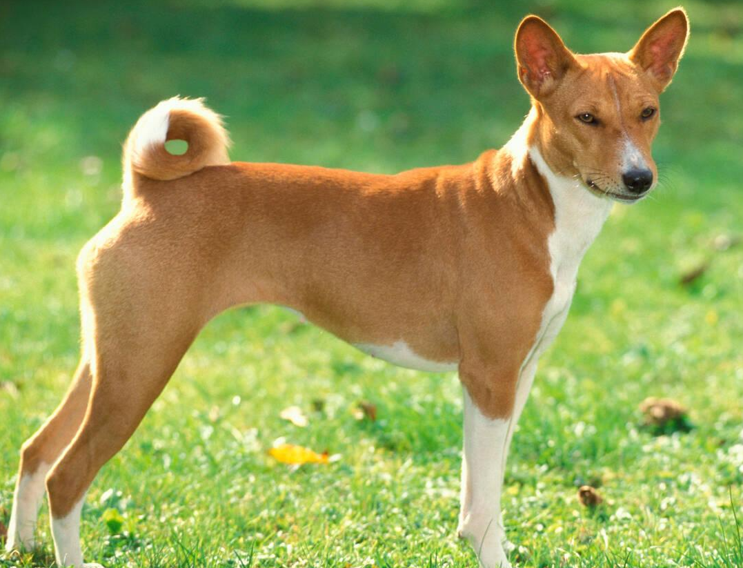 Basenji