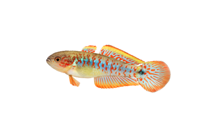 15 Top Easiest Fish to Take Care of (For Beginners) 17 AVvXsEiyaCJd8jZZMXPSeB5ciXhWUwkQyktSMCHgFPfiaOEfiGVtj7oJy0rv5YjHFuxeSm9yndKiW4mDY2w4oxxqhvXhP BGt5opPgzUZ5R FDQmqRi03iVtG gGbaKh9EF0Djvo9WuGGLLtzN20tI8 gXS1oYn0eRD VsrSDf6IkwX18vDbAq4pFF7tdlbGww=s16000