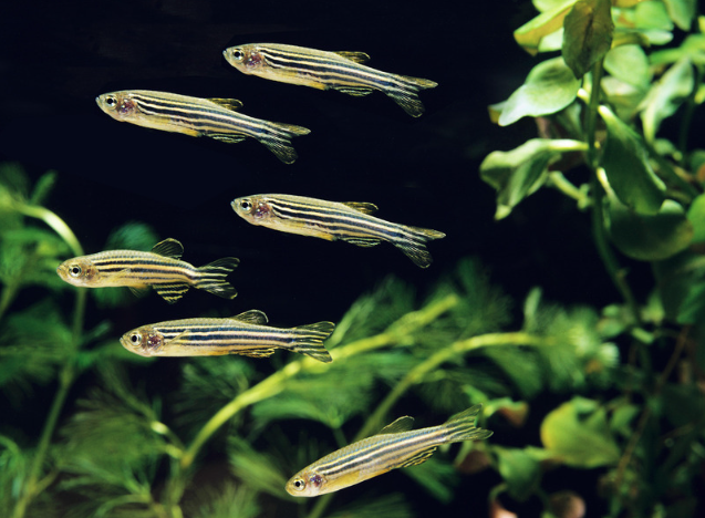 15 Top Easiest Fish to Take Care of (For Beginners) 5 AVvXsEiS5Ti8uELGSyZmiMe5wDGl9Ct3WXWtEoSQFmUZCo6K8GHbPPoe IBMbEs0s5Jp3pB0qBeVpY3NWM kefmvHGyoQh3K03VgVa1LY 6eltJC6Of7v8cuJGiNs