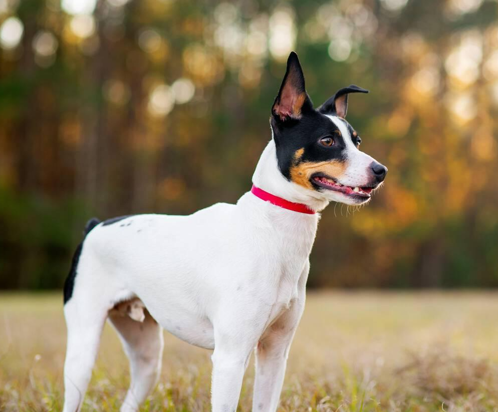 Rat Terrier