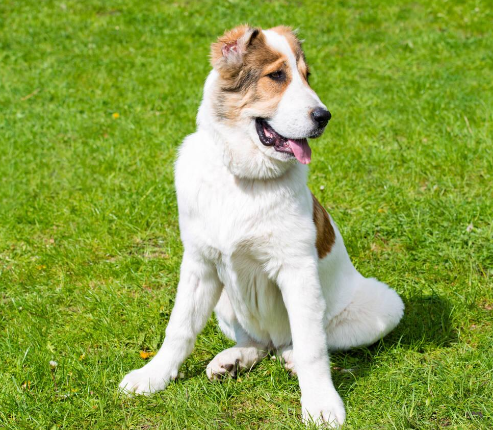 Central Asian Shepherd Dog (Alabai)