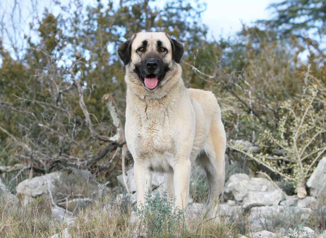 Kangal
