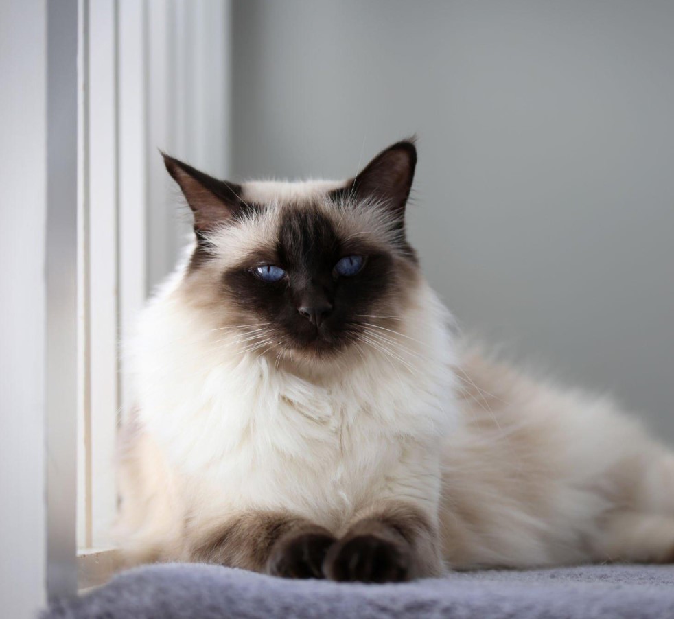 8 Best Hypoallergenic Cat Breed for Allergies (of 2023) 3 Balinese cat