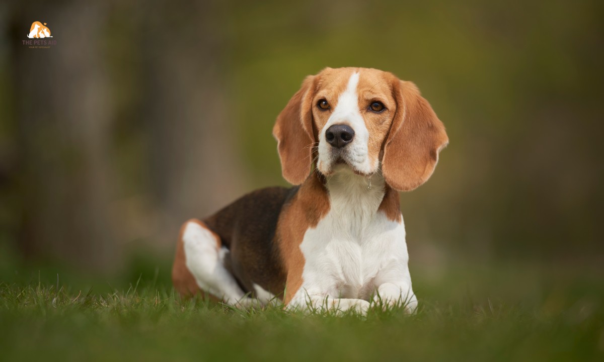 Which Dog Doesn’t Need Much Care? – (7 Breeds) 4 Beagle