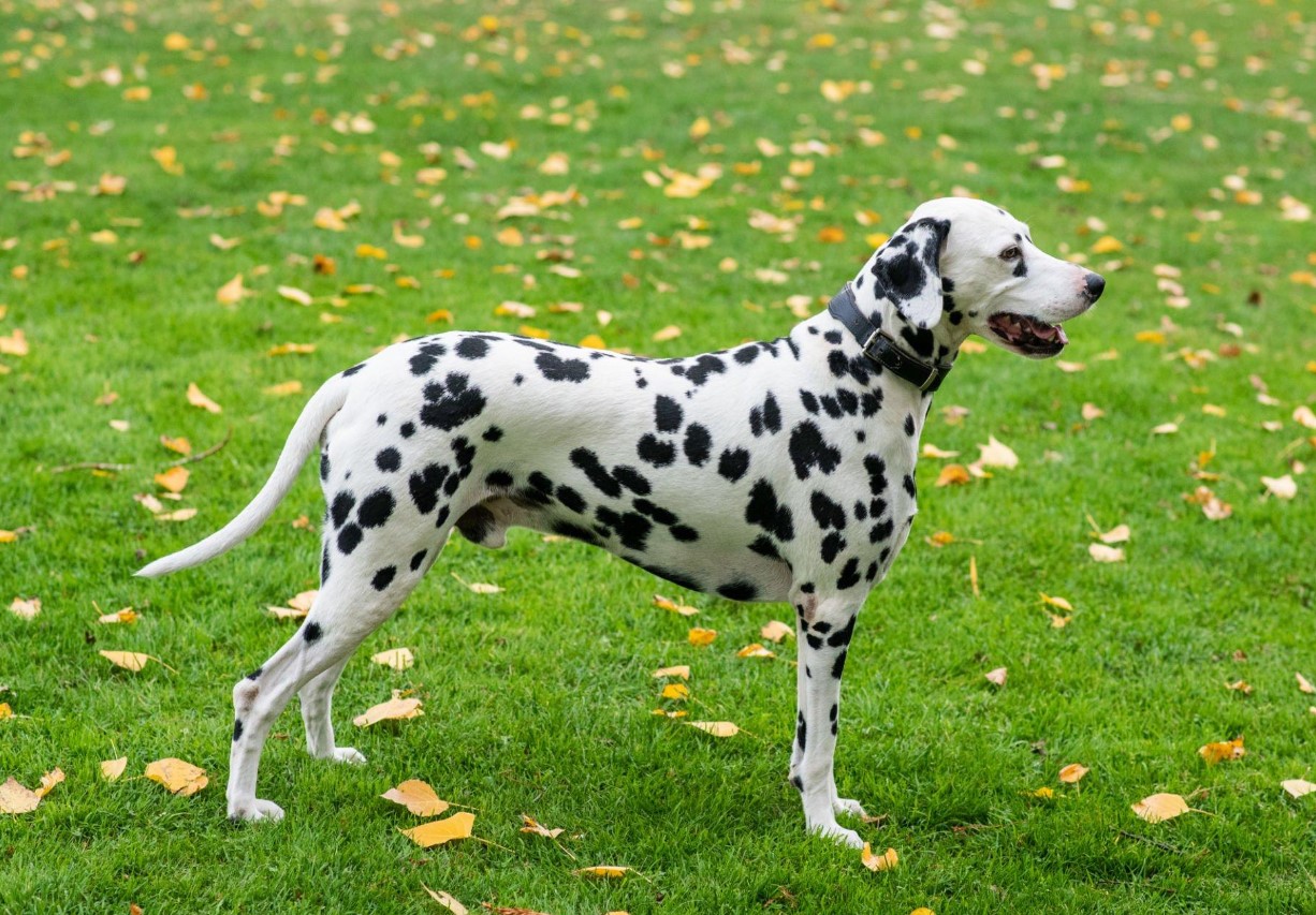 Dalmatian