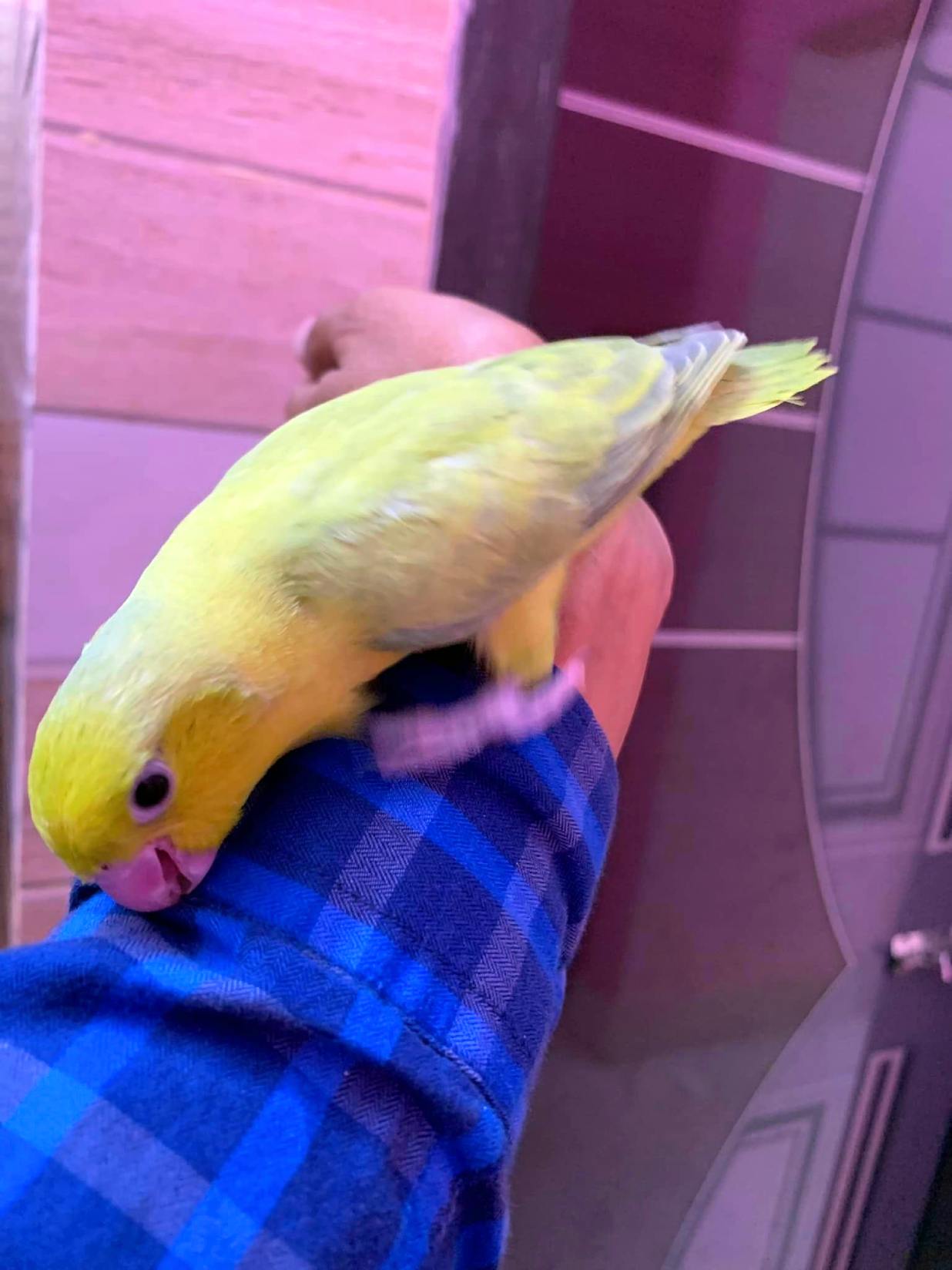 How Do I Tell My Budgie I Love Them? - (8 Tips and Tricks) 1 How Do I Tell My Budgie I Love Them
