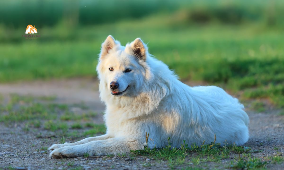 10 Dogs That Resemble Huskies - (Smaller, Bigger, & That Don't Shed) 3 Samoyed