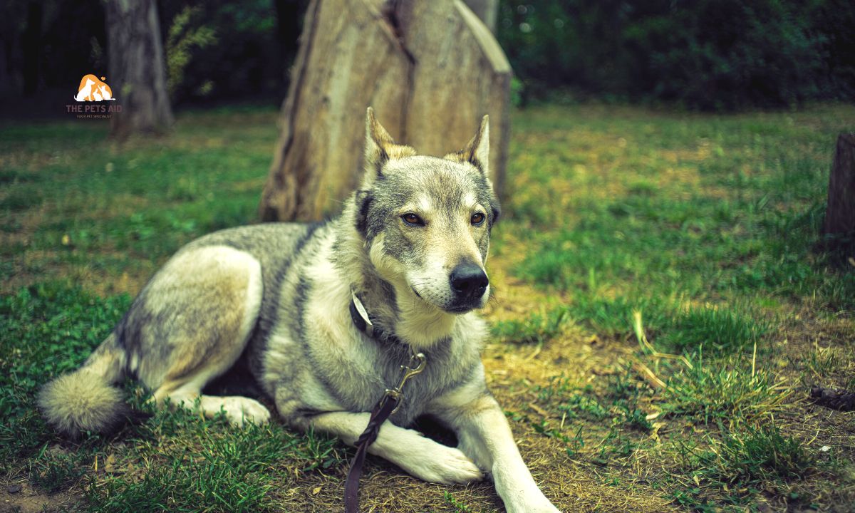 10 Dogs That Resemble Huskies - (Smaller, Bigger, & That Don't Shed) 7 Tamaskan