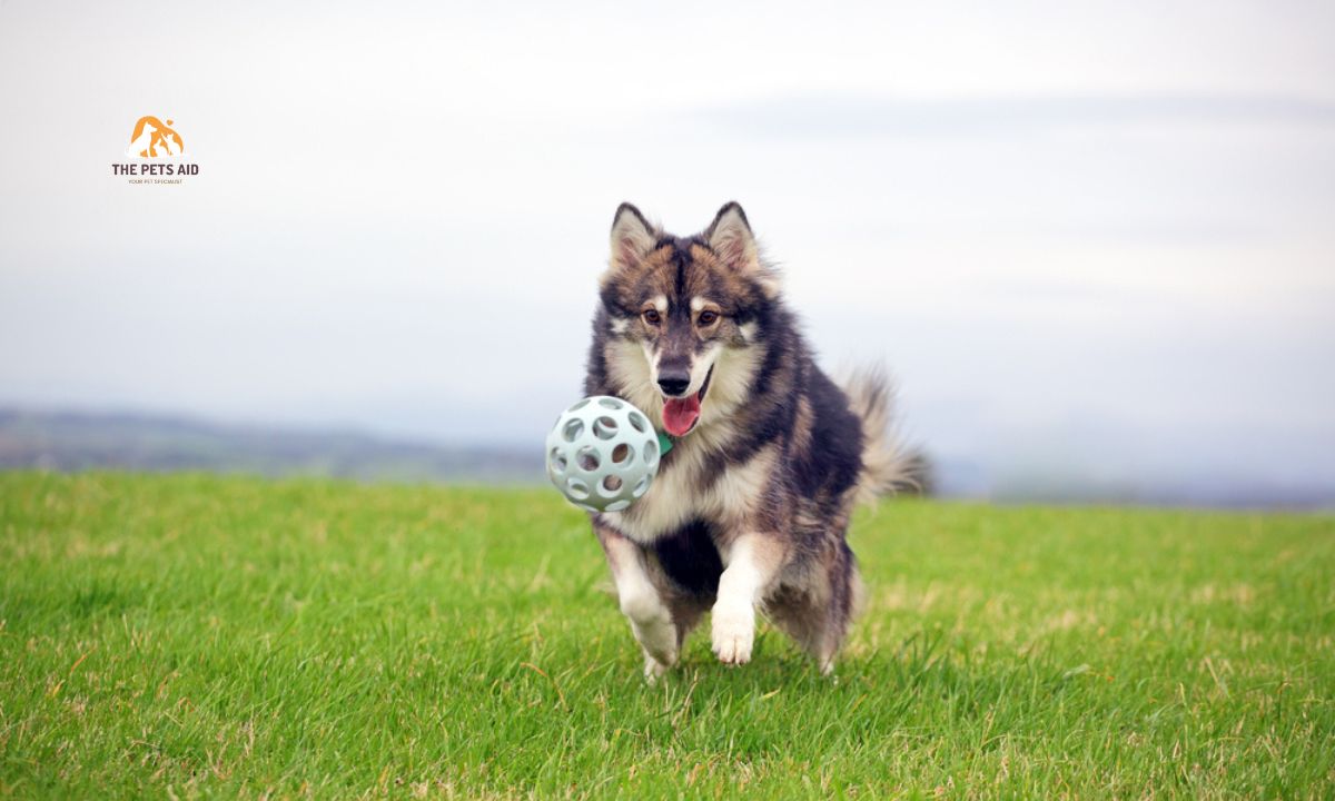 10 Dogs That Resemble Huskies - (Smaller, Bigger, & That Don't Shed) 10 Shiba Inu