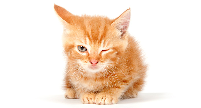 What does it mean if a cat winks at you HC long