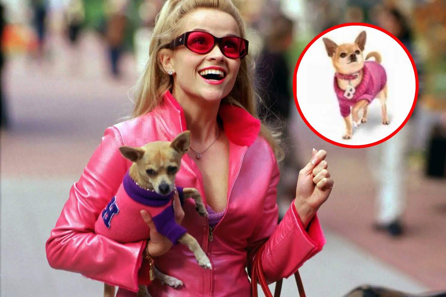 50+ Cool Blonde Dog Names for Male & Female in 2023 3 Legally Blonde Dog Names