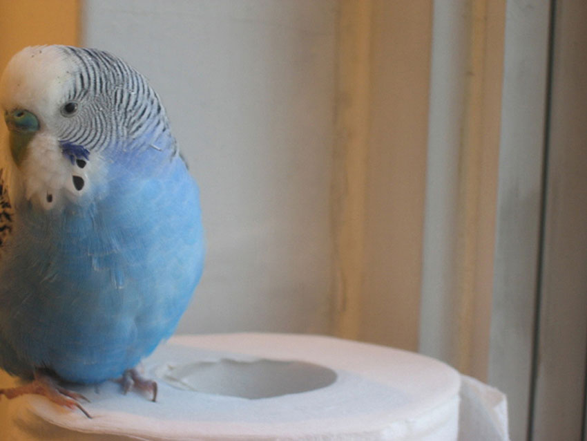 Can Budgies Play With Toilet Rolls or Toilet Paper