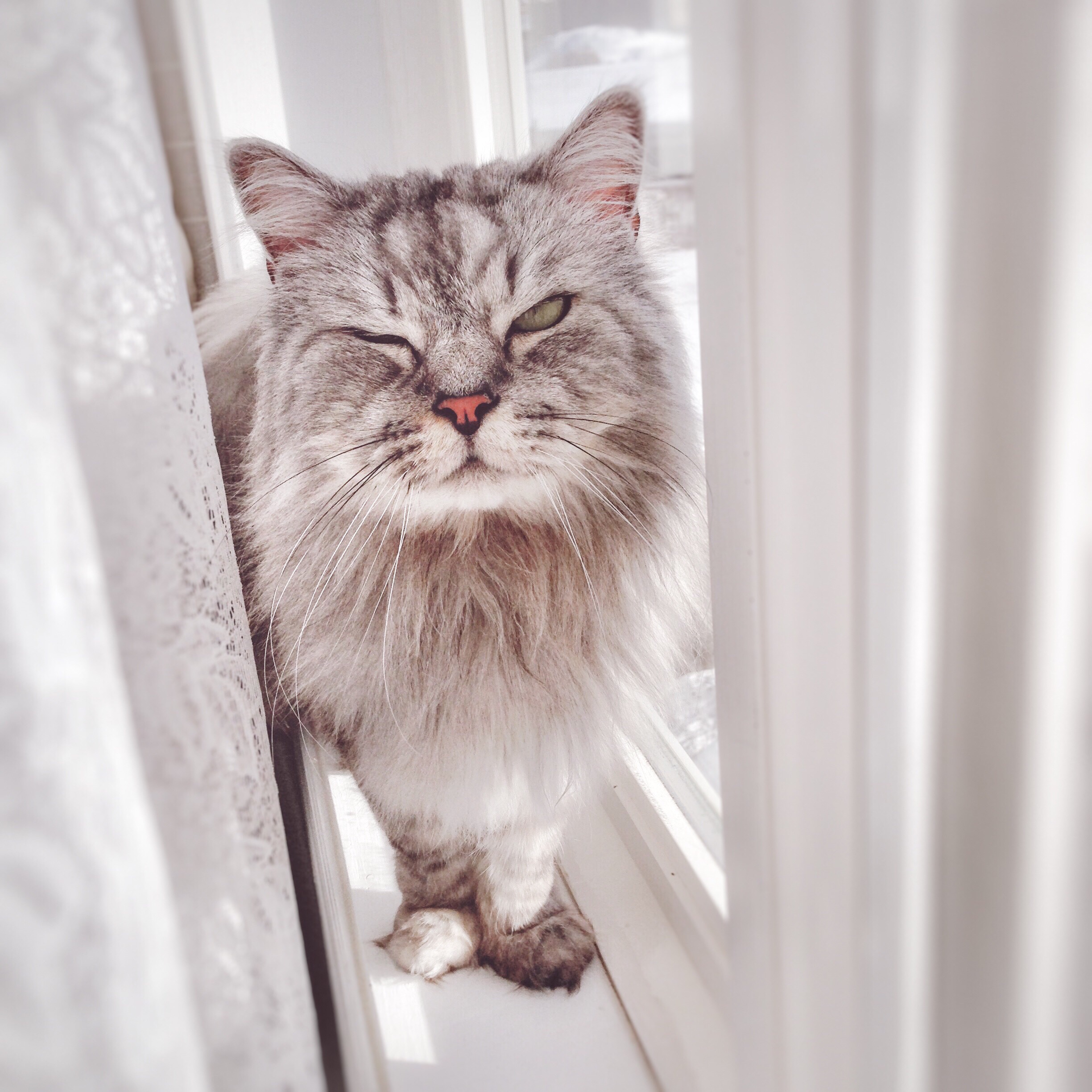 cat on a windowsill winking with his eye 2022 03 04 18 18 22 utc