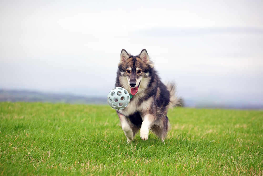 10 Dogs That Resemble Huskies - (Smaller, Bigger, & That Don't Shed) 6 Utonagan