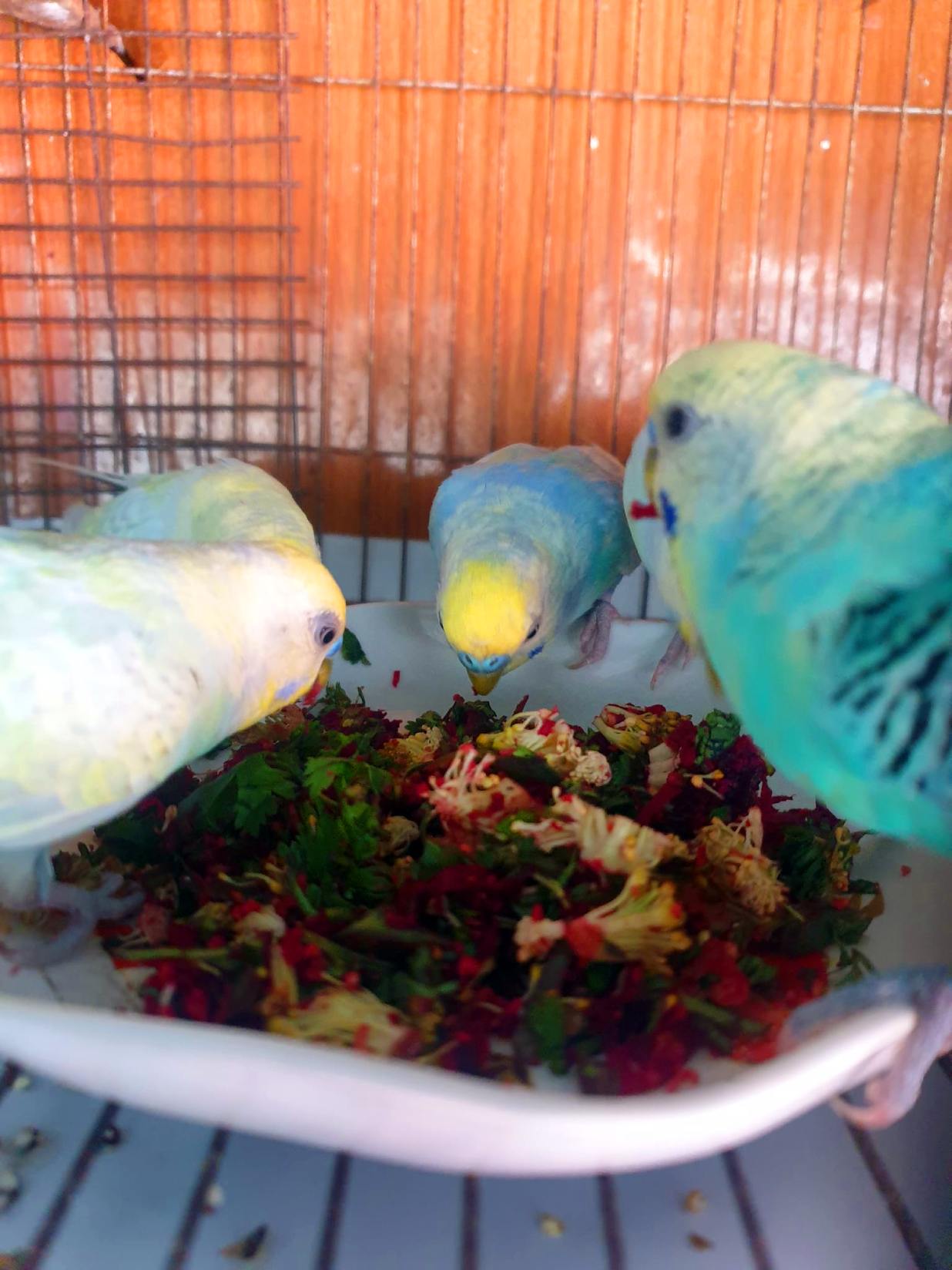 How Do I Tell My Budgie I Love Them? - (8 Tips and Tricks) 4 Tell Budgie I Love Them