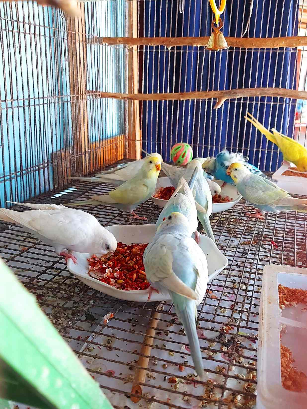 make Budgie Happy