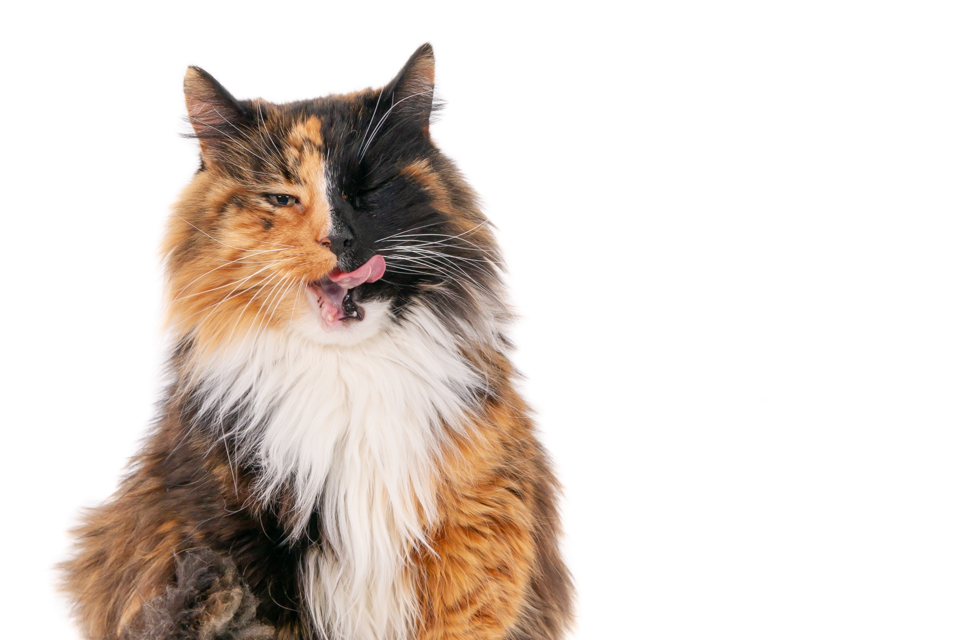 isolated closeup shot long haired calico cat winking camera with tongue out
