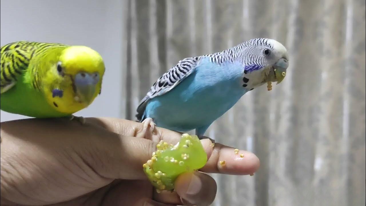 How Many Grapes Can I Give to My Budgies