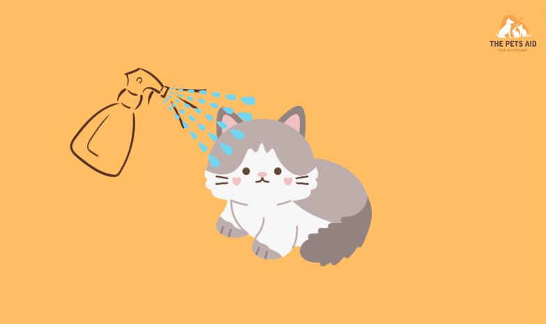 10 Things You Should Never Do to Your Cat