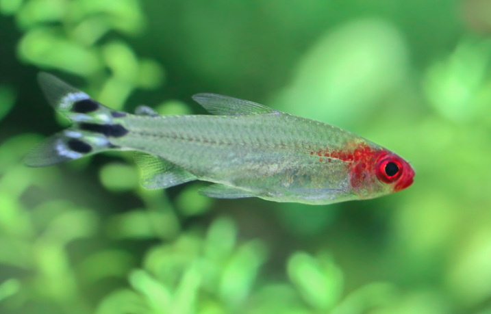 15 Top Easiest Fish to Take Care of (For Beginners) 15 AVvXsEh4EVq9fGUa1QAcTtszu5jZt0f92fsdg DeO0CpZ6htWoZyYxsG61ORHDHHFgytipSBvlszTXHbLuMUMPqkxE1YaG2NI2JeomIlOHsHiglJ wZsMB7p9olteid9 JA4IwS5dHdx zvy88fRTh5XPvnUl8NnVddoFTjmNqO44kXIJeRw0evaKblBt3Yw6w=s16000