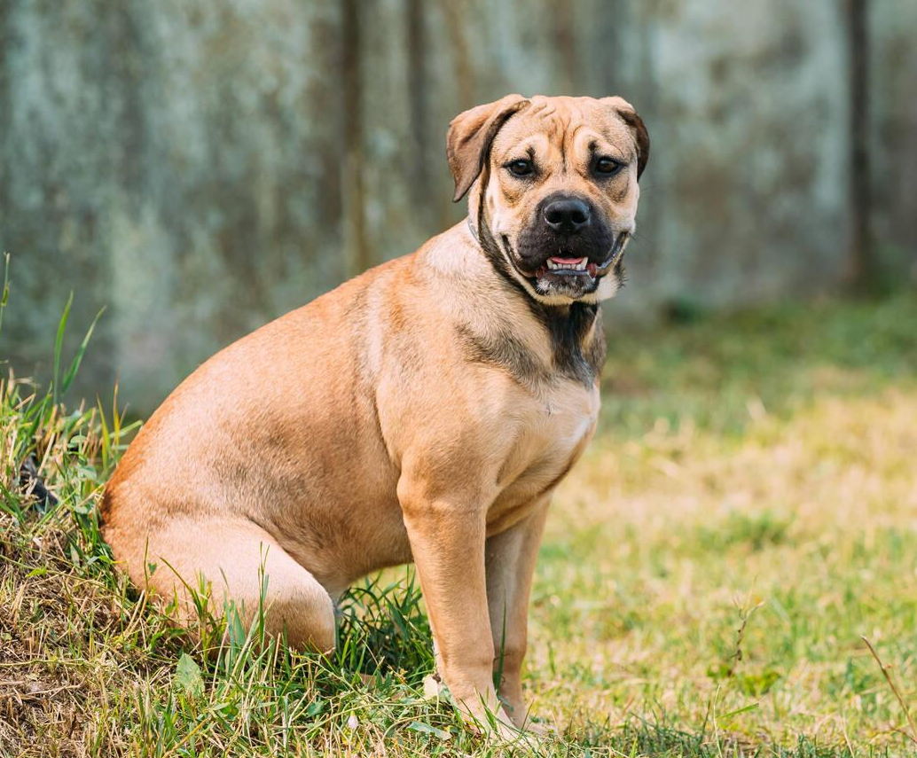 Presa Canario