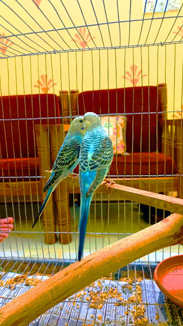 make Budgie Happy