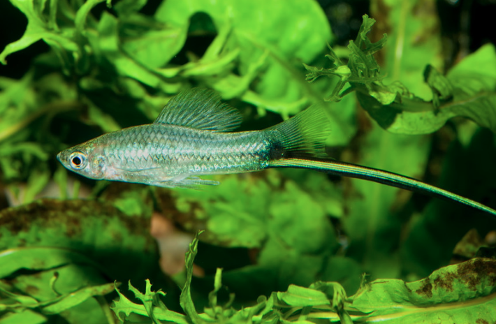 15 Top Easiest Fish to Take Care of (For Beginners) 13 AVvXsEg9L5bIElLj52ot3l4OQy YI2LQ2nqwF3wkGvQaUdswoMooI7wwgpqBtTbEdLT2OgcdCDC1x3mwUcnjBM oO7znsSpoJXHsJQP8k