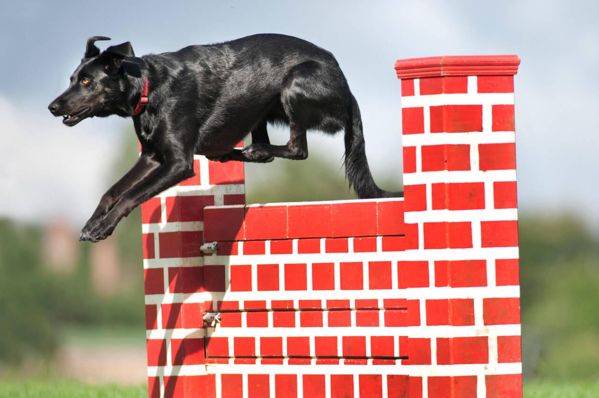 Dog Running Up Wall and Jumping