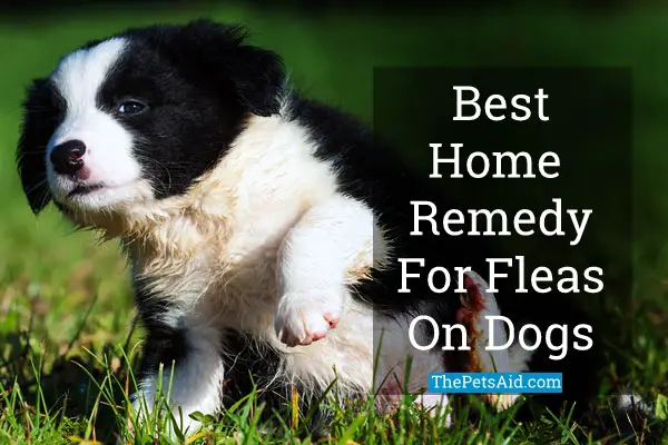 Best Home Remedy for Fleas on Dogs
