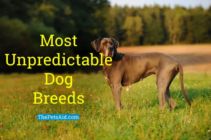 most unpredictable dog breeds 